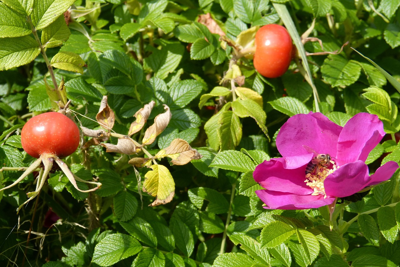 rose bee rose hip free photo