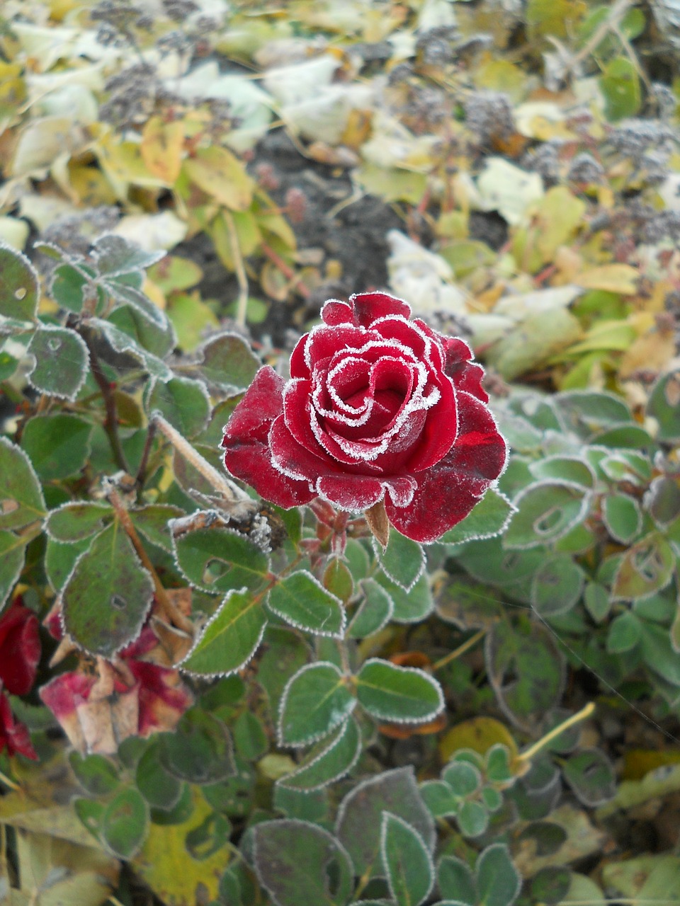 rose  frost  leann free photo