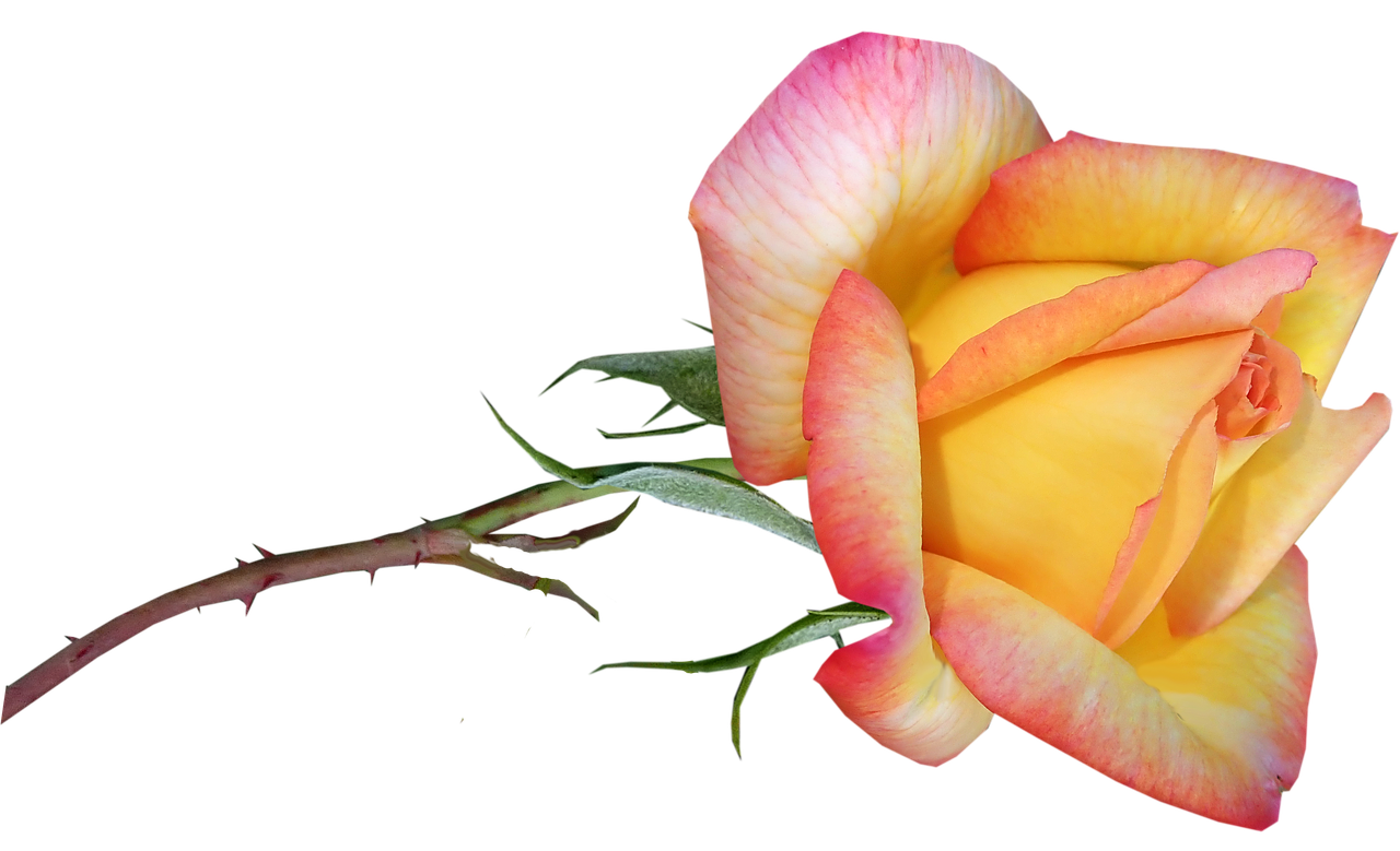 rose  flower  stem free photo