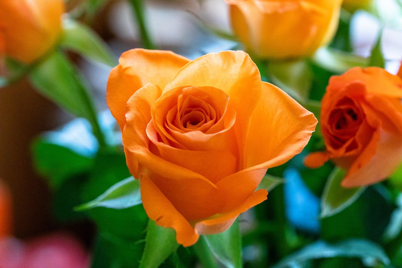 rose  orange  flower free photo