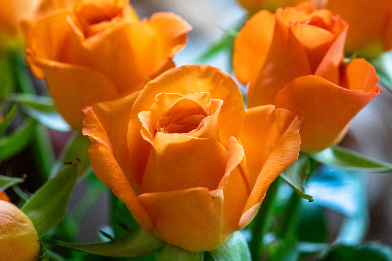 rose  orange  flower free photo