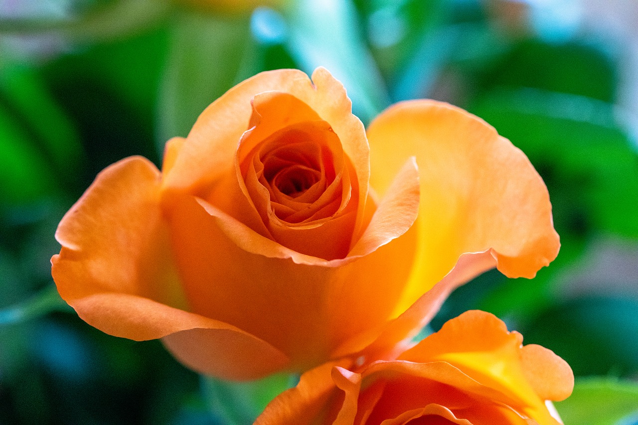 rose  orange  flower free photo