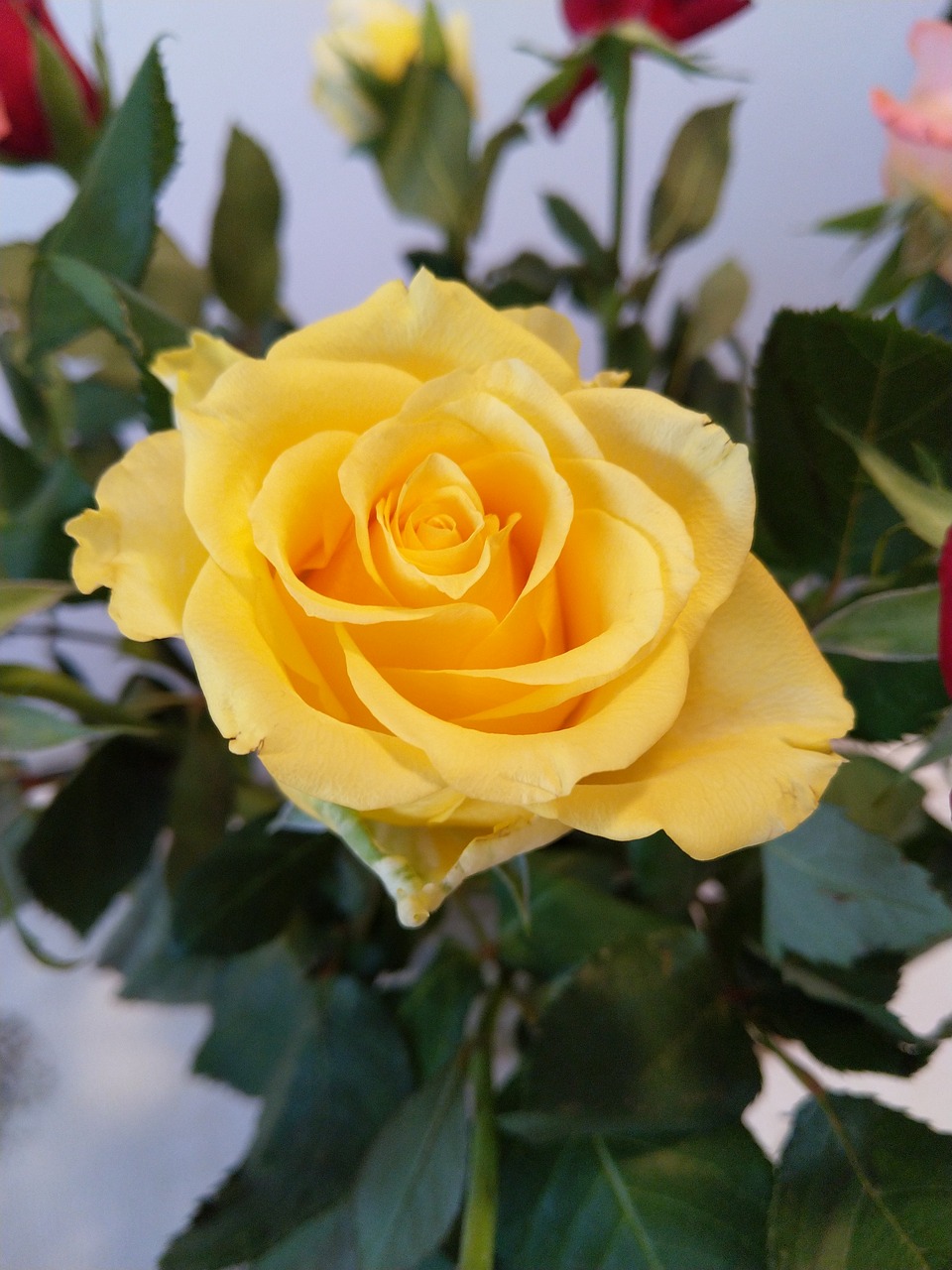 rose  yellow  flower free photo