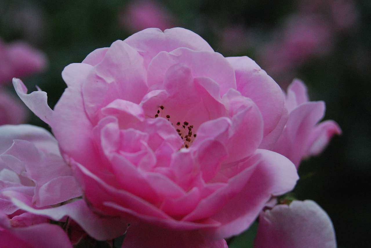 rose  garden  bloom free photo