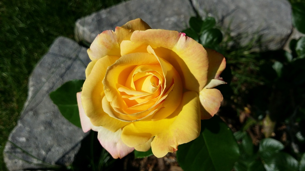 rose stone bloom free photo