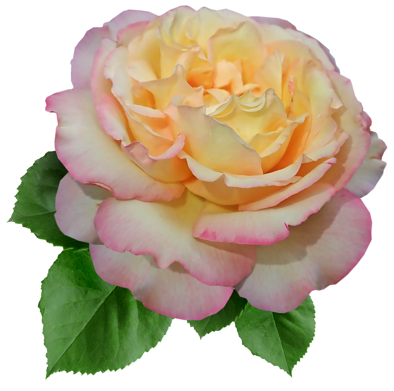 rose  flower  peace free photo