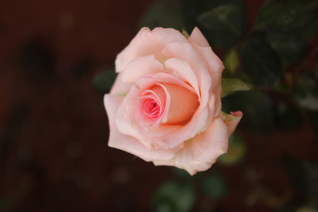 rose  pink  beautiful free photo