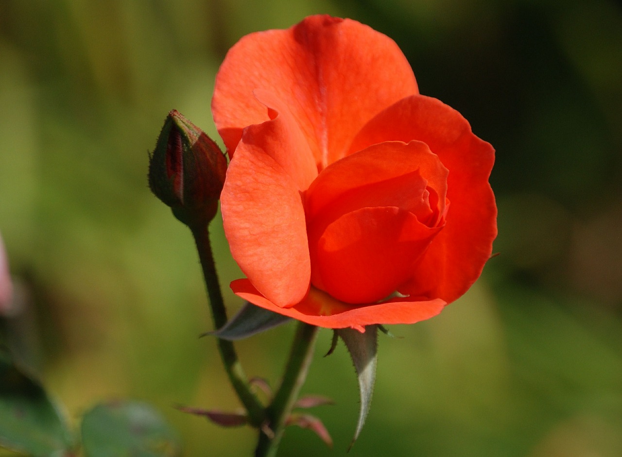 rose red bud free photo