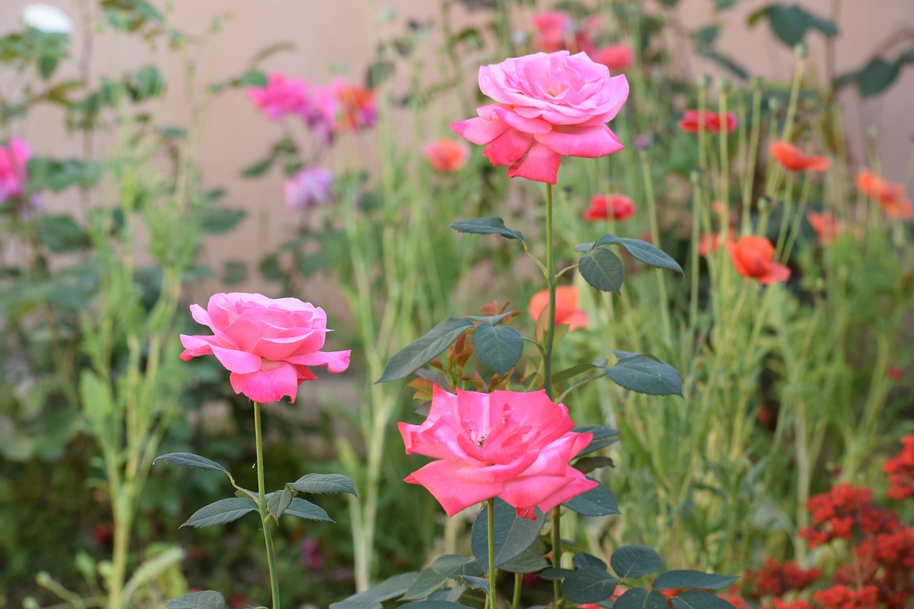 rose  flowers  nature free photo