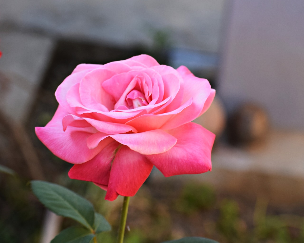 rose  pink  flower free photo