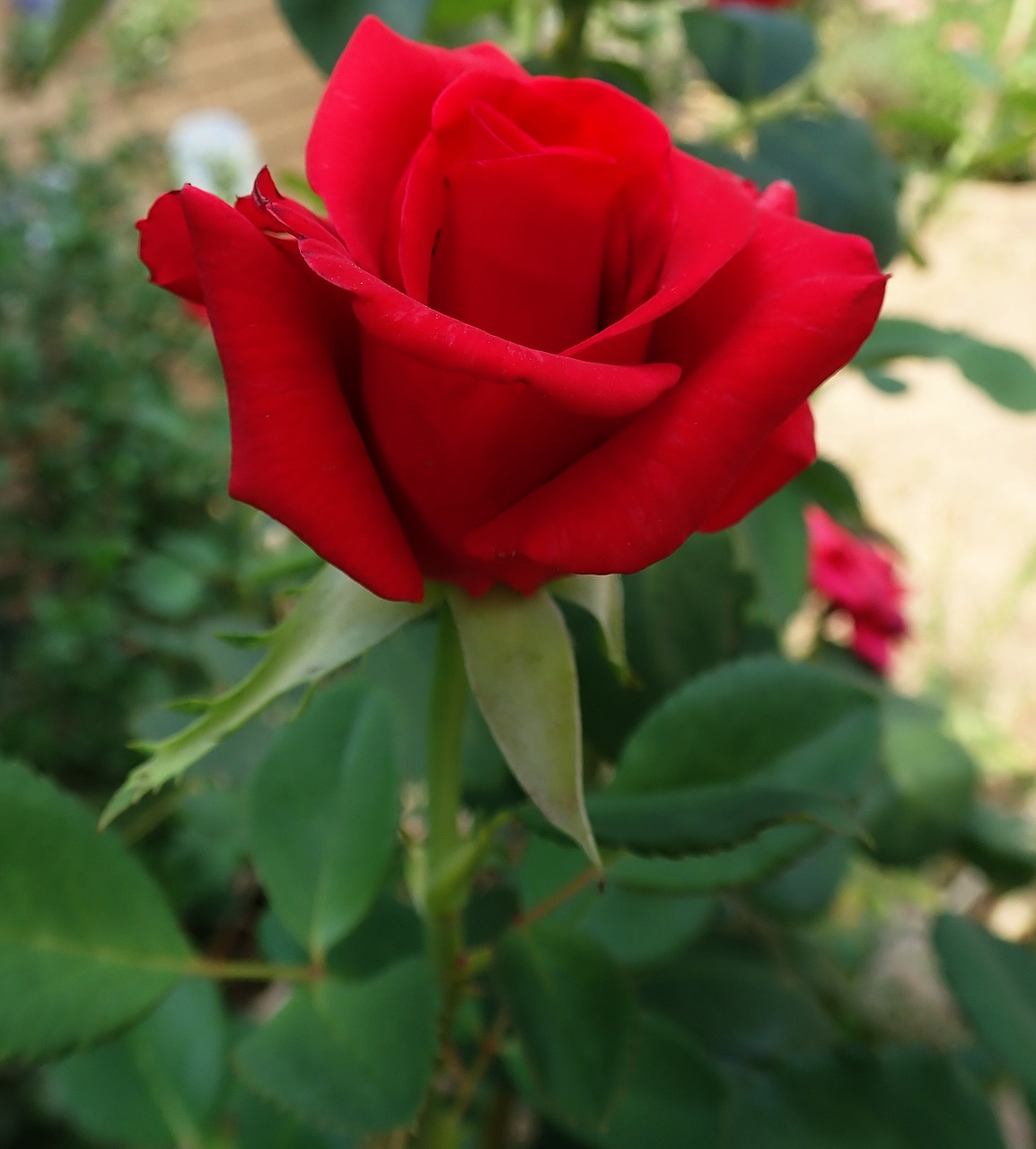 rose  red  flower free photo