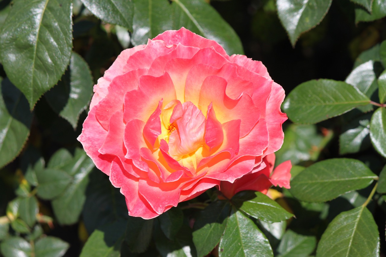 rose  flower  bloom free photo