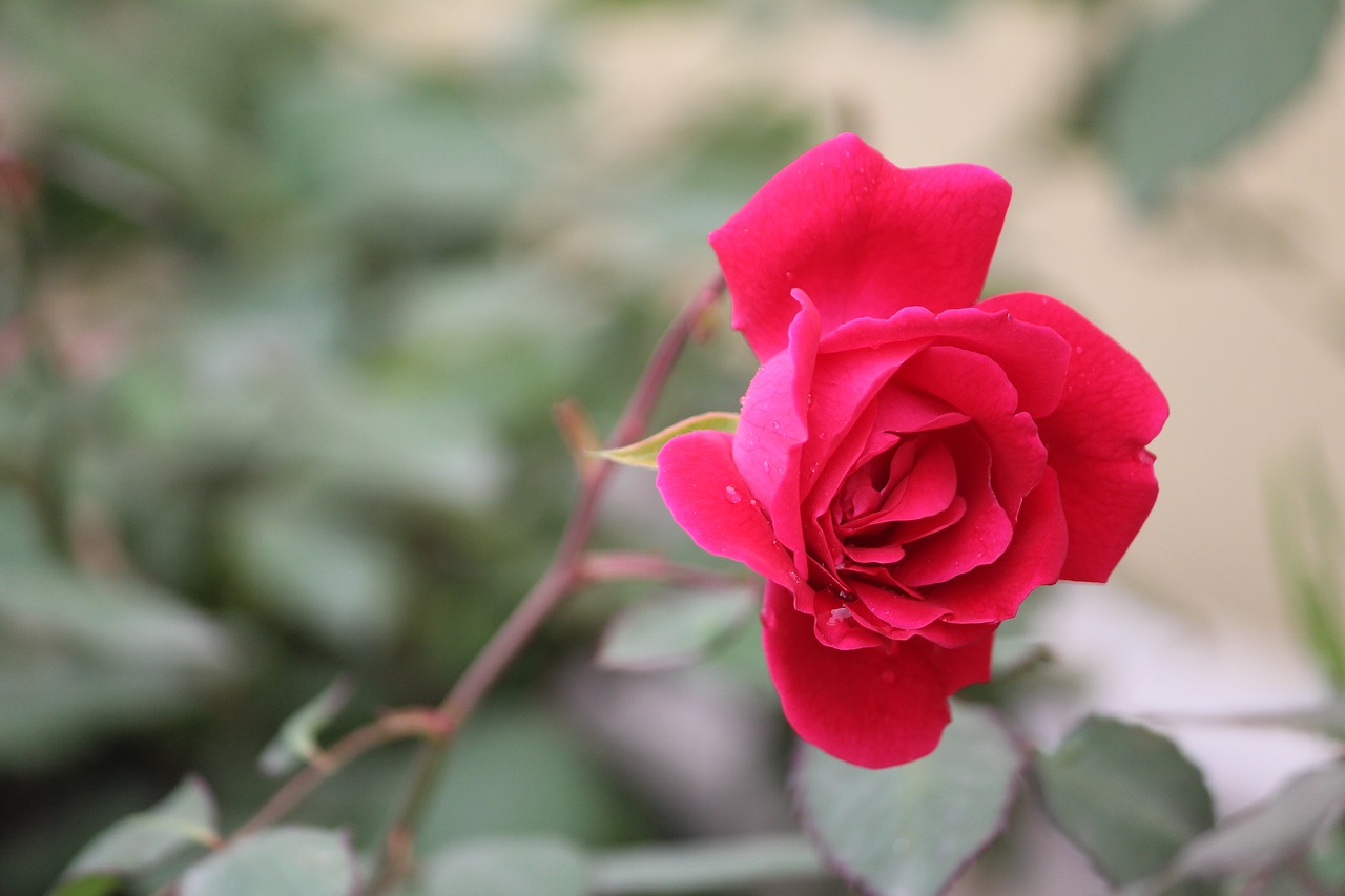 rose  rosa  indica free photo