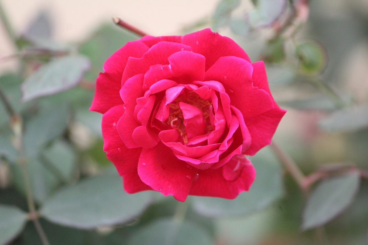 rose  flower  nature free photo