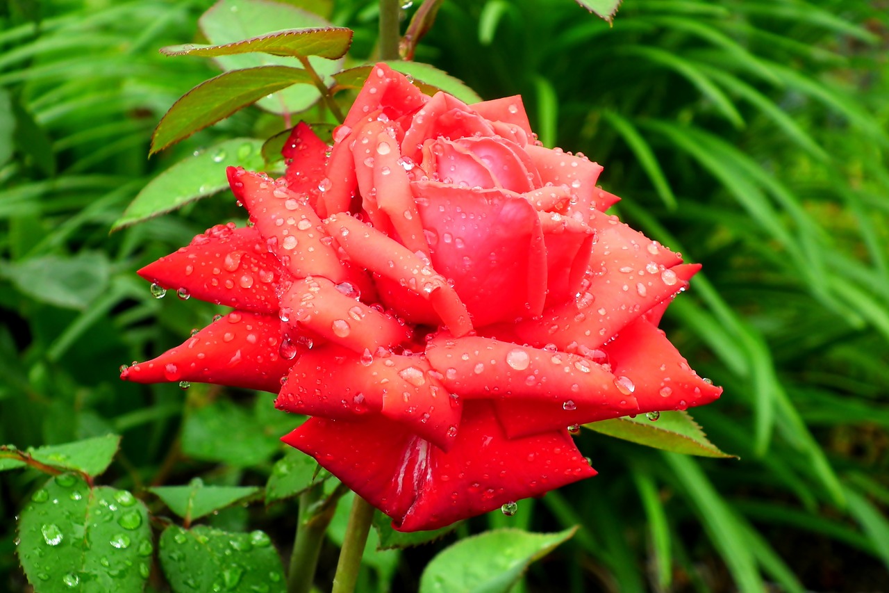 rose  flower  red free photo