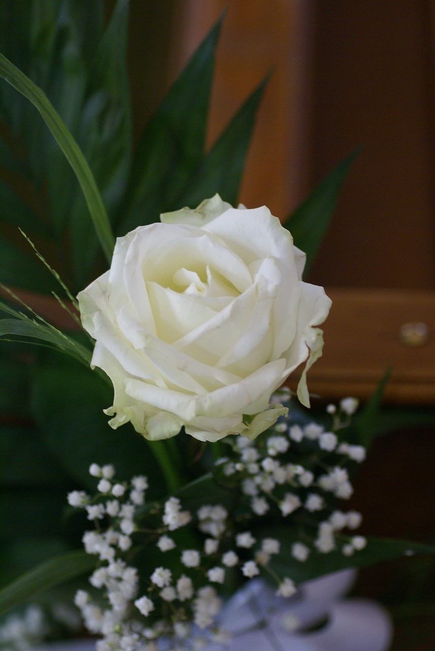 rose  white  flower free photo