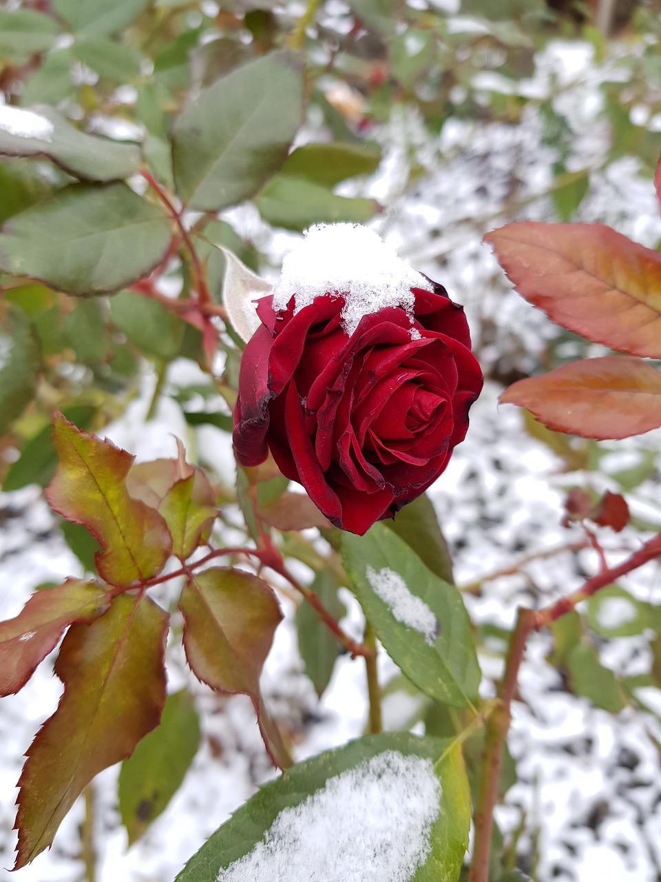 rose  flower  snow free photo