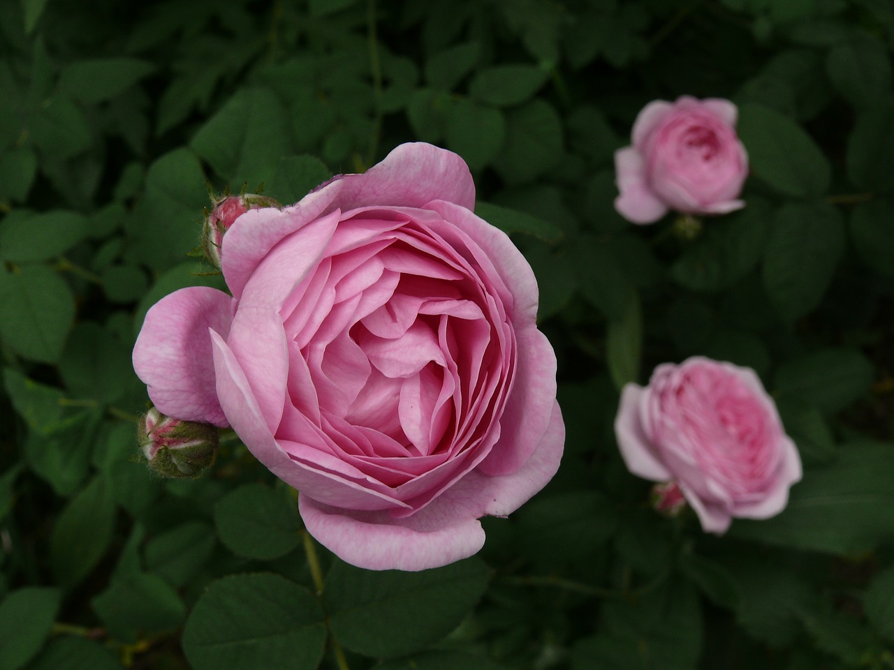 rose  flower  bloom free photo