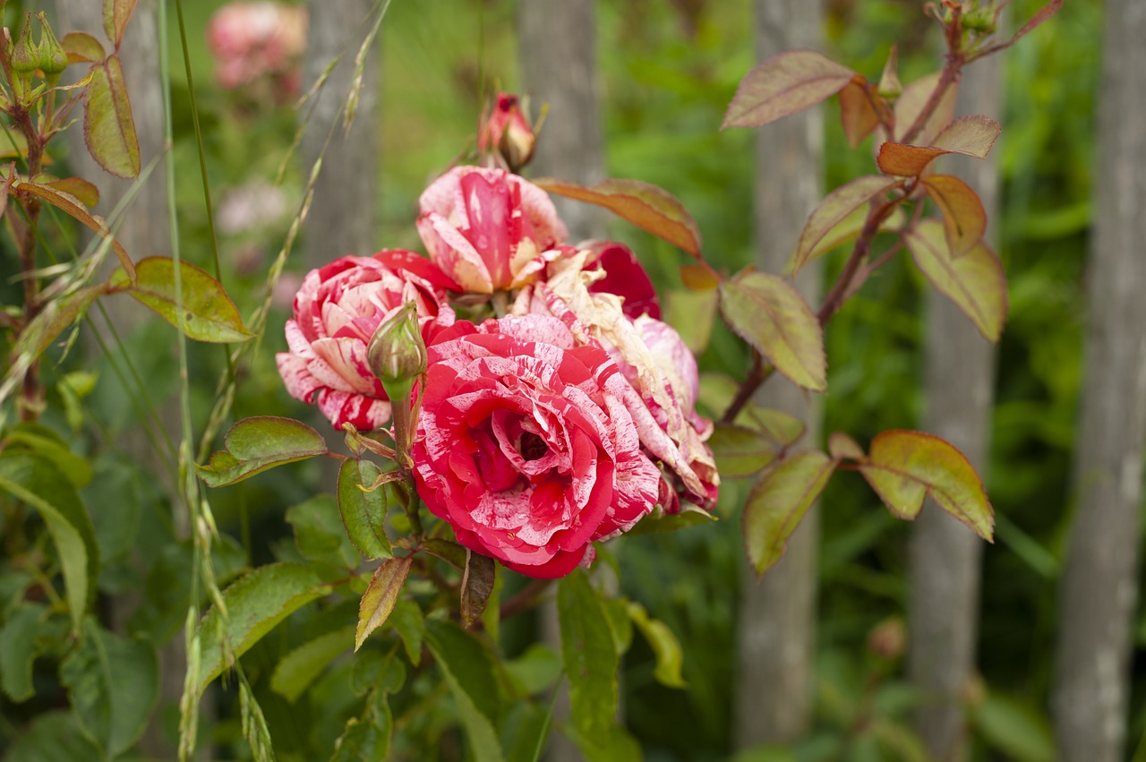 rose  red  flower free photo