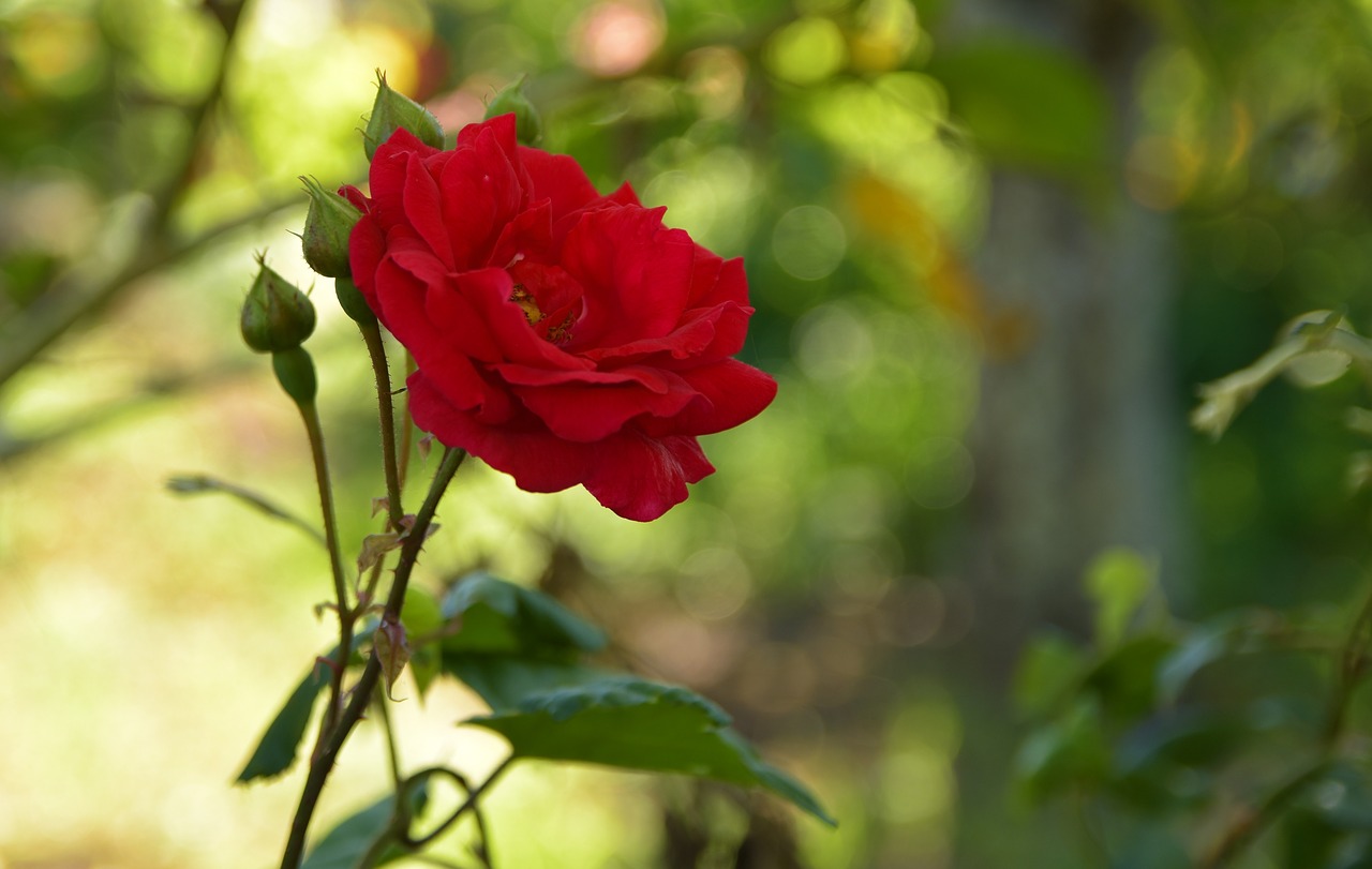 rose  wild  flowers free photo