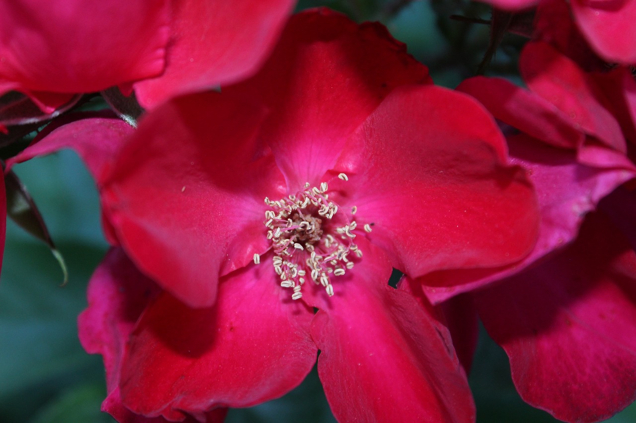 rose  macro  close red free photo