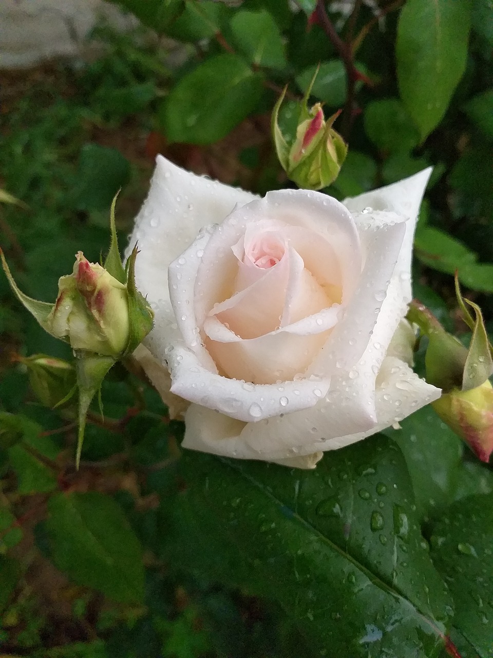 rose  rain  garden free photo