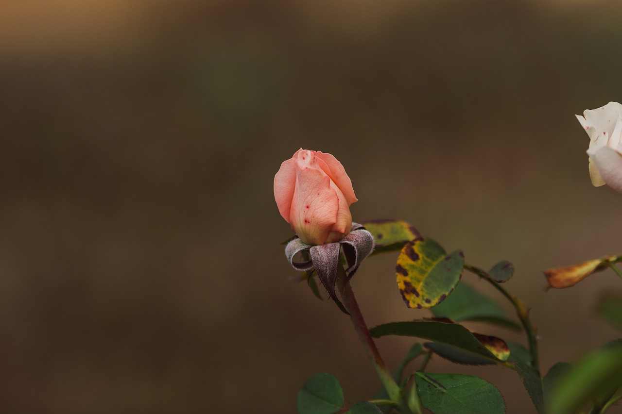 rose  rose bud  bloom free photo