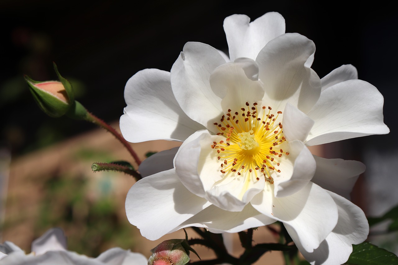 rose  flower  perfume free photo