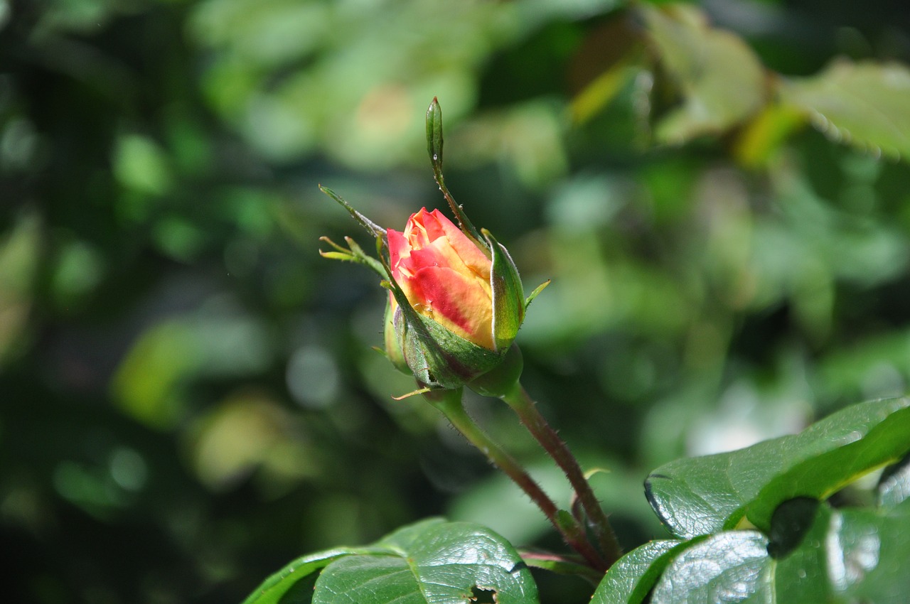 rose  bud  blossom free photo