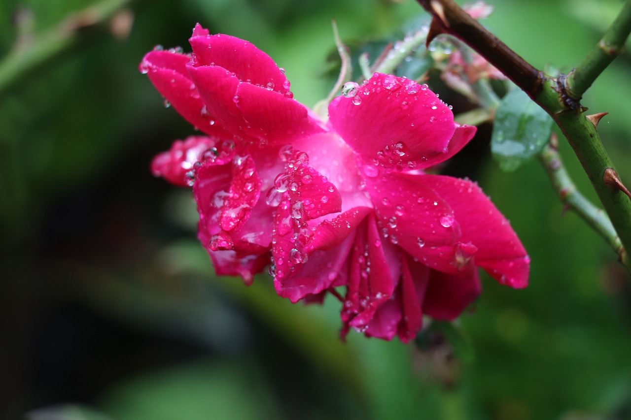 rose  red  drops free photo