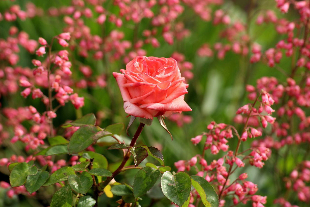 rose  flower  pink free photo