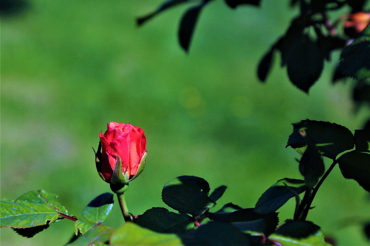 rose  spring  nature free photo