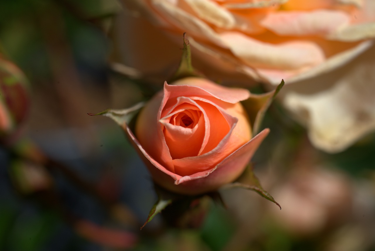 rose  flower  blossom free photo