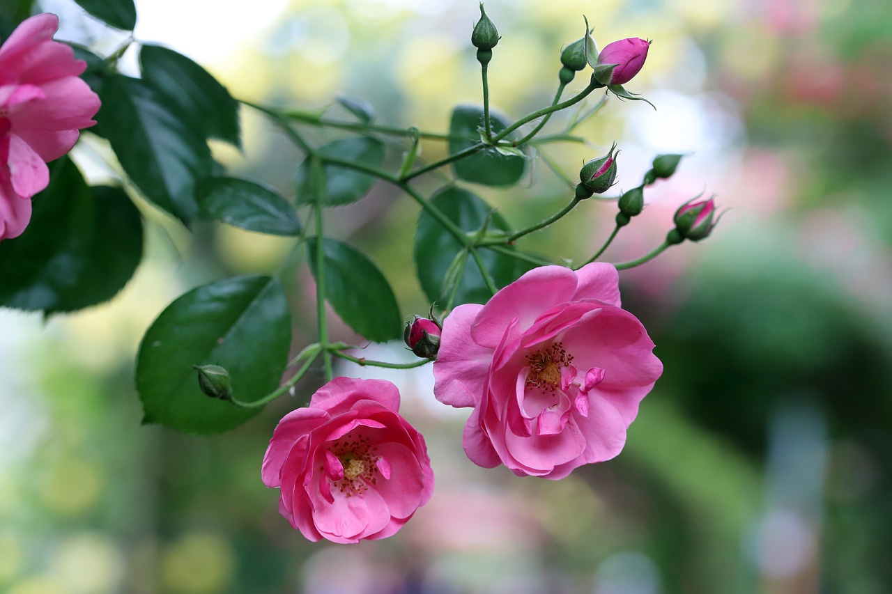 Роза на ветке розовая