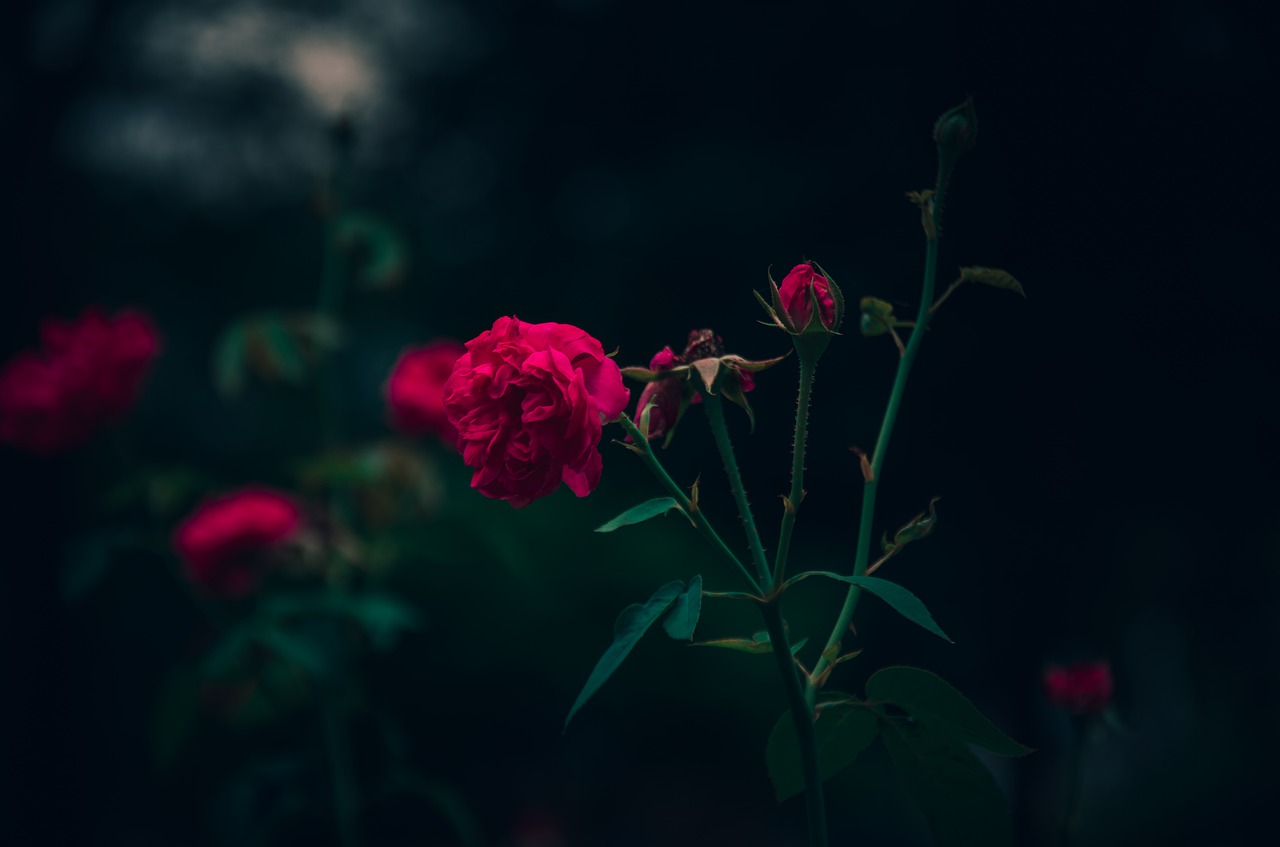 rose  flower  blooming free photo