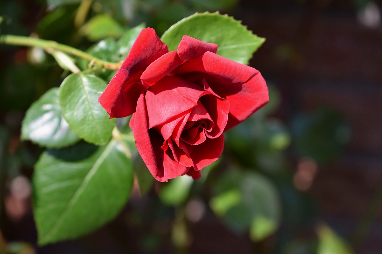 rose  red  red rose free photo