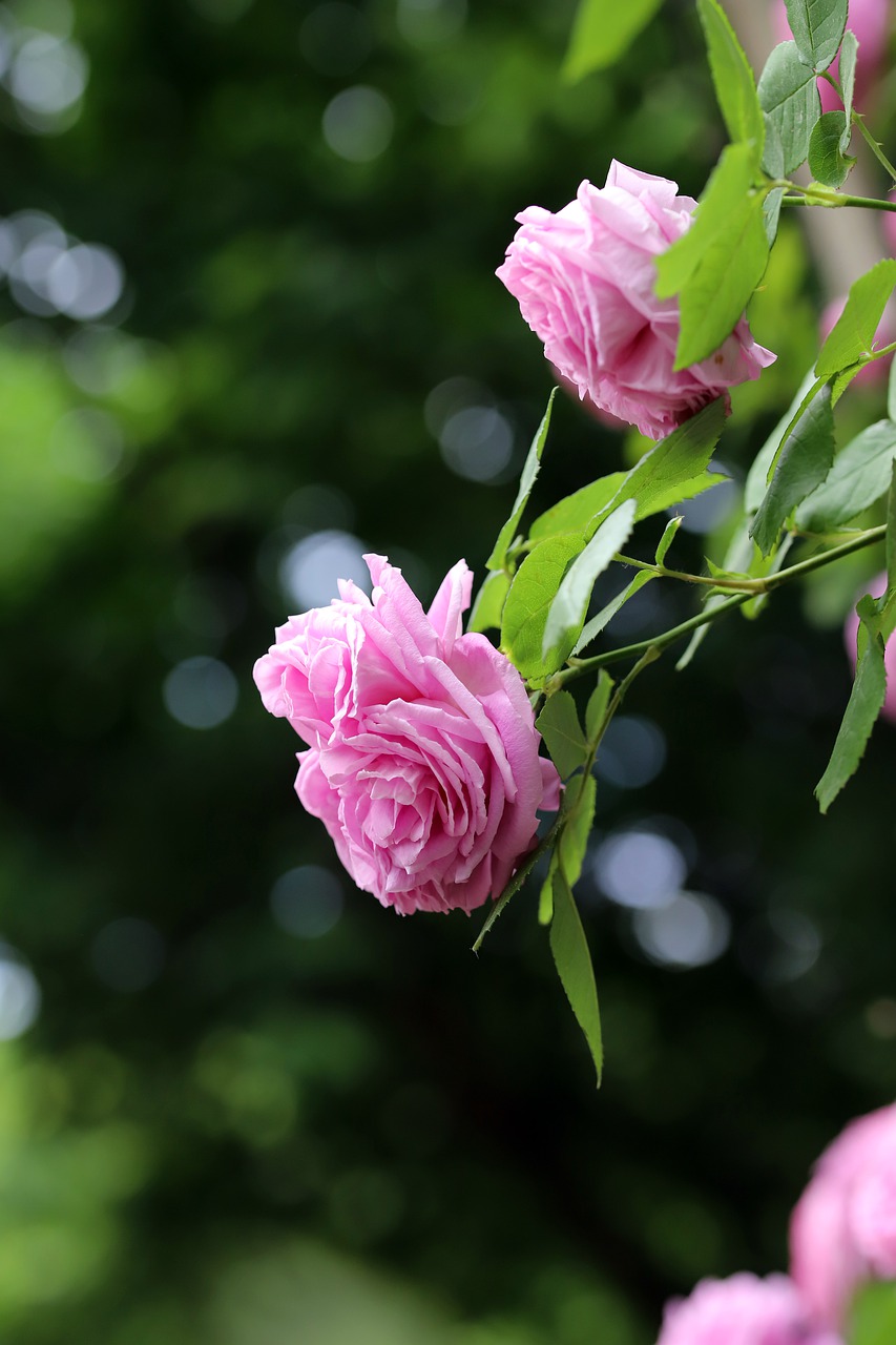 rose  petal  flowers free photo