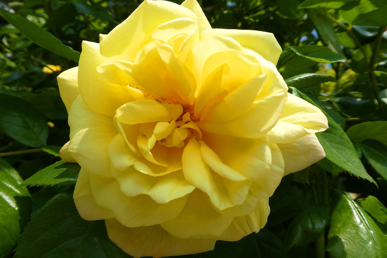 rose  yellow rose  blossom free photo