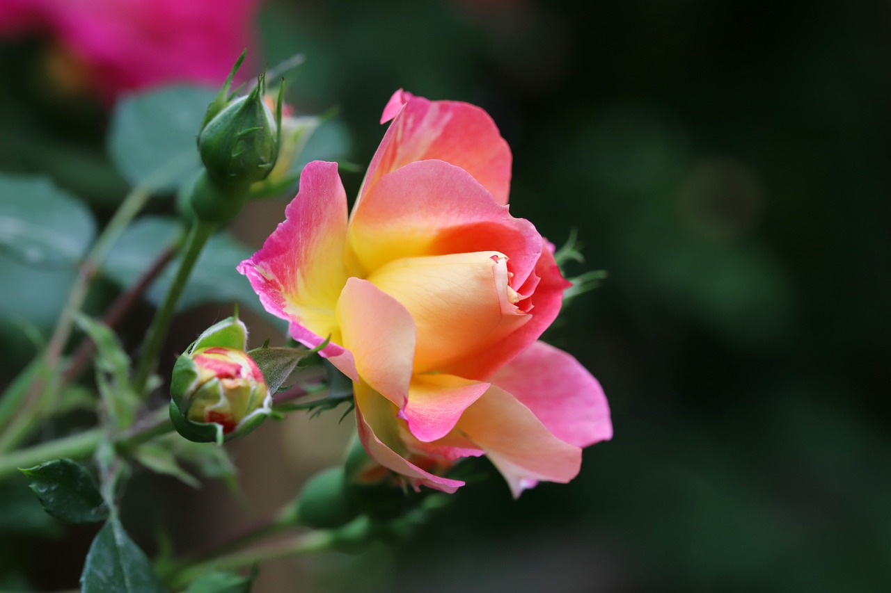 rose  petal  flowers free photo