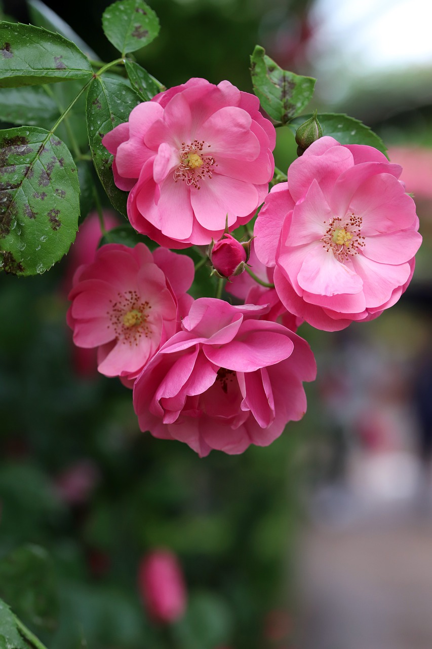 rose  petal  flowers free photo