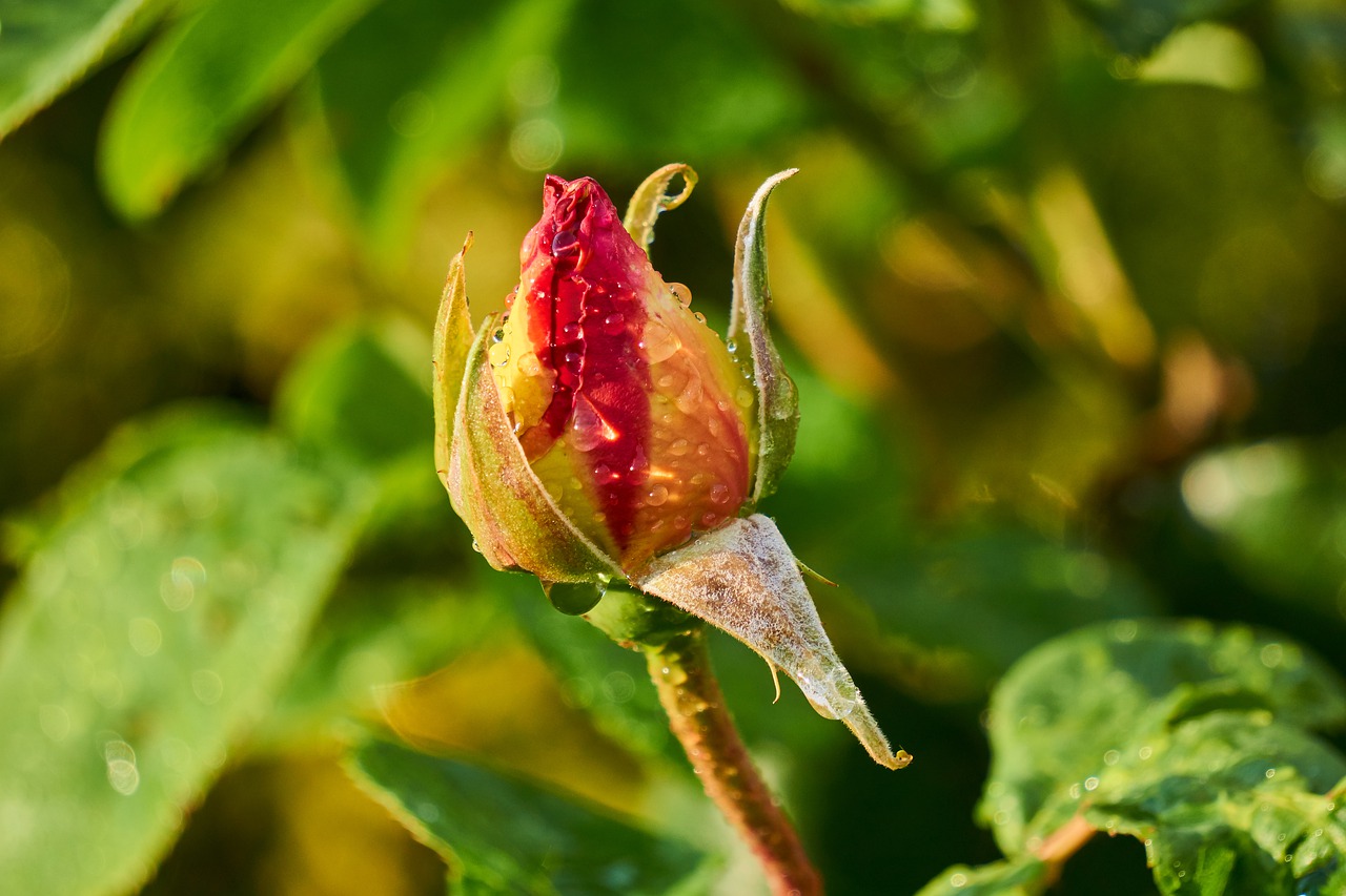 rose  blossom  bloom free photo