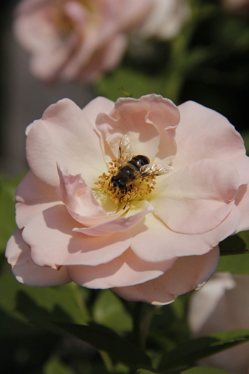 rose  bee  blossom free photo