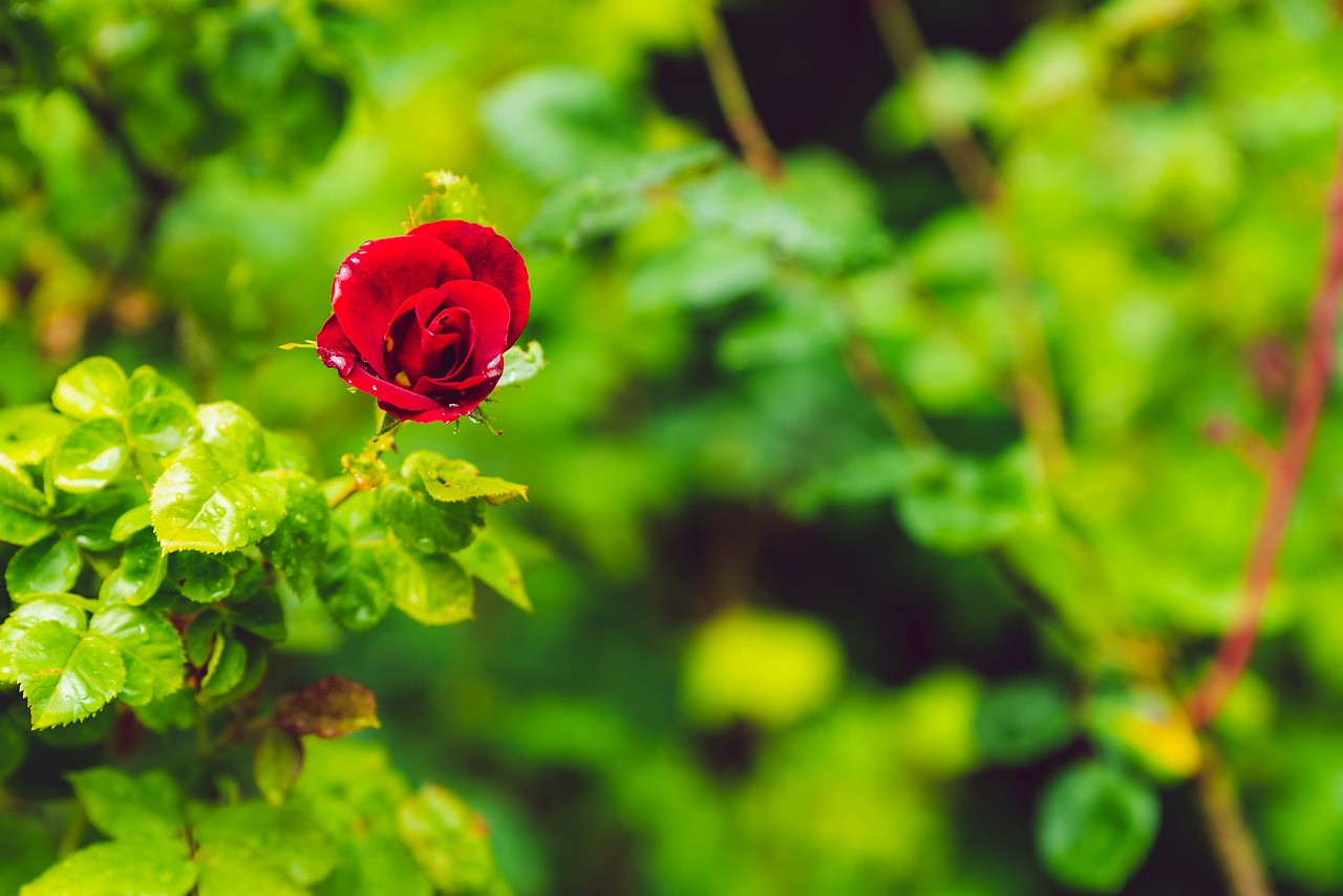 rose  red  love free photo