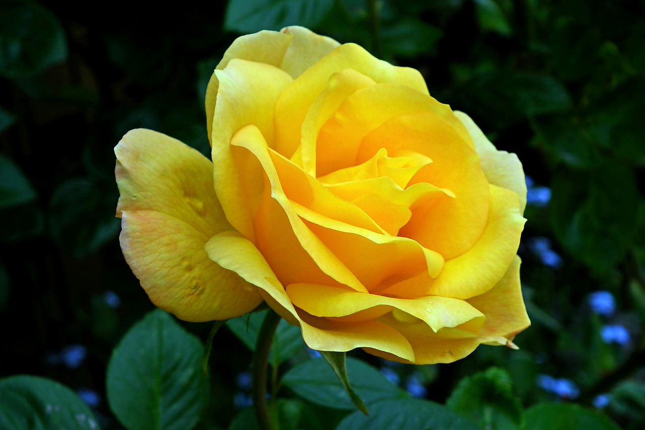 rose  yellow  flower free photo