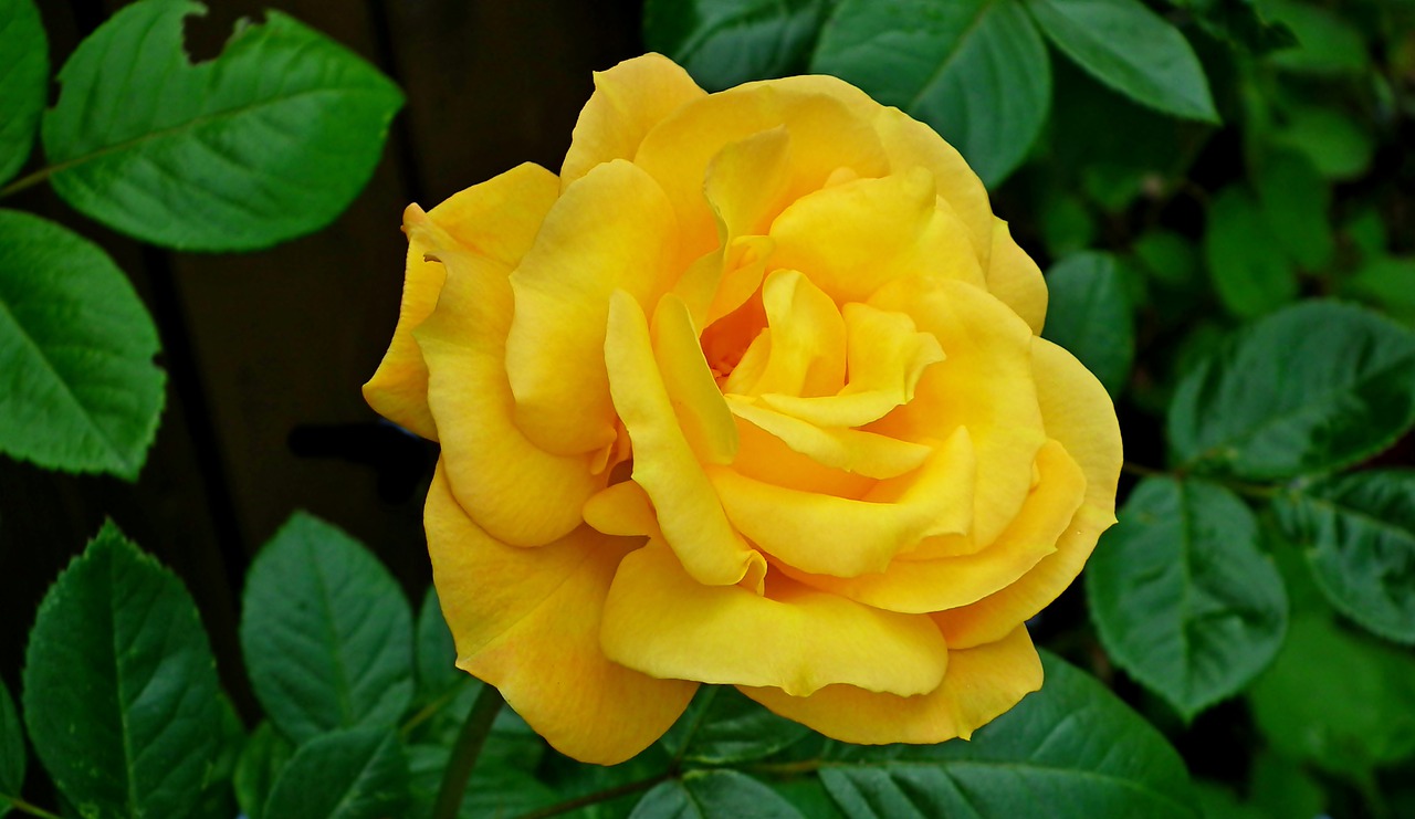rose  flower  yellow free photo