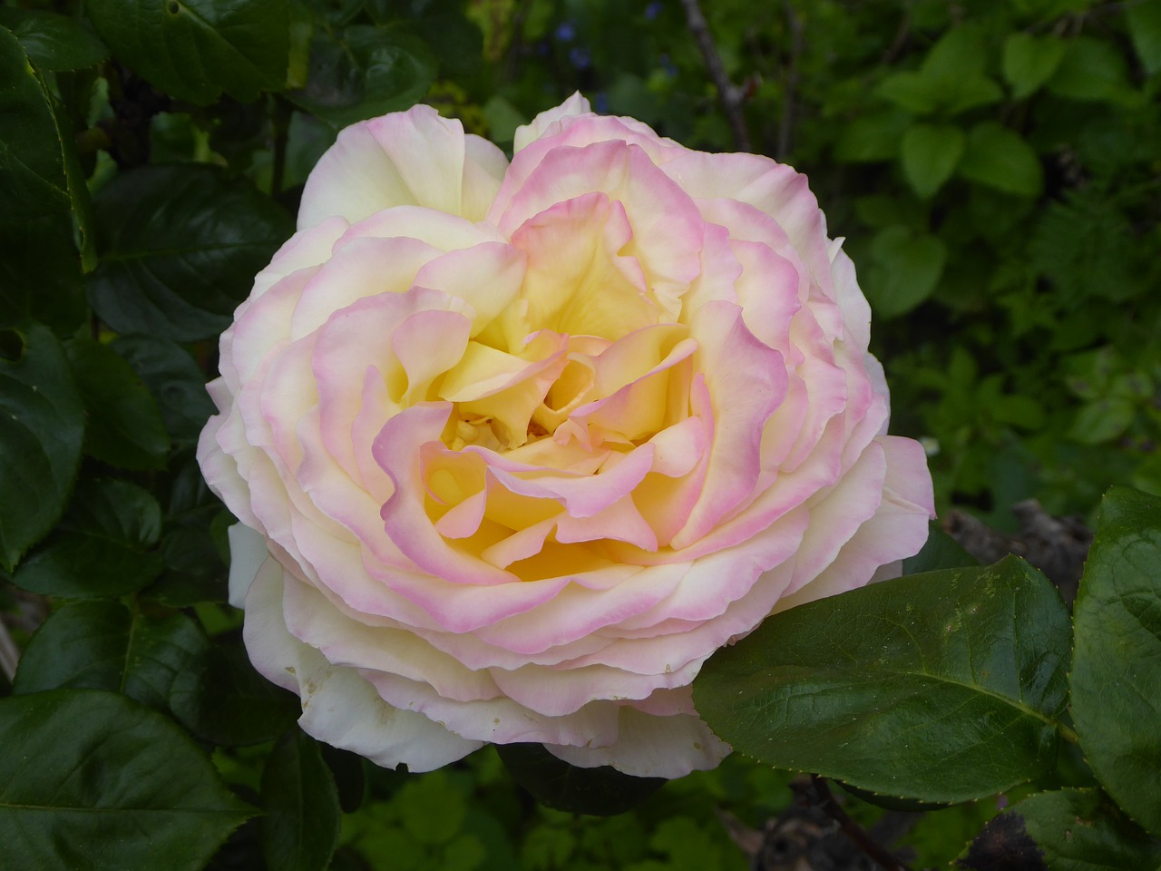 rose  fragrance  blossom free photo