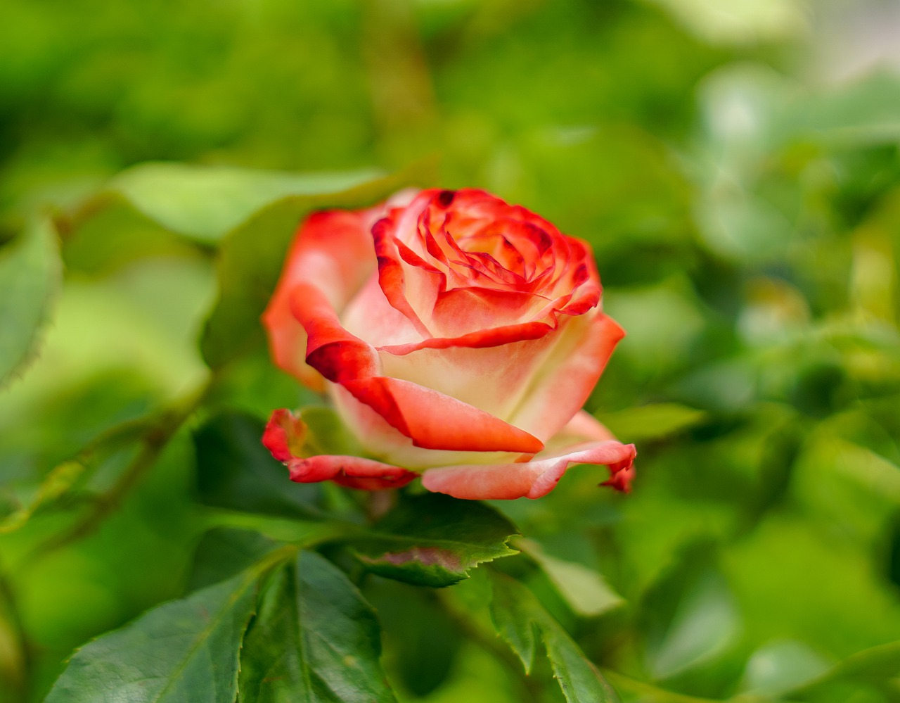 rose  red  petals free photo