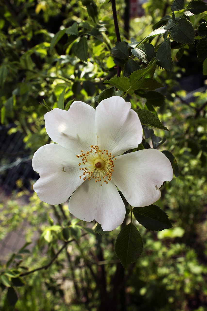 rose  blossom  bloom free photo