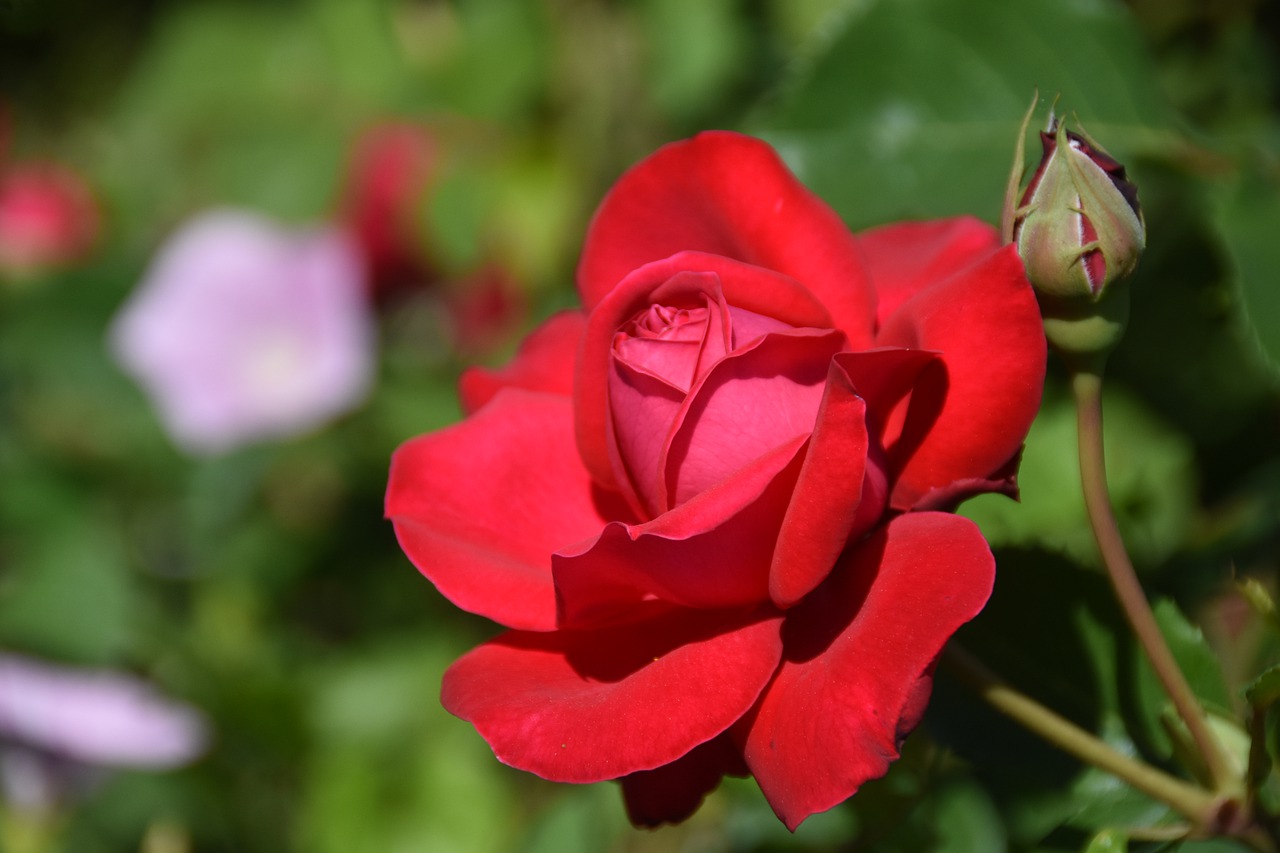 rose  red  plants free photo