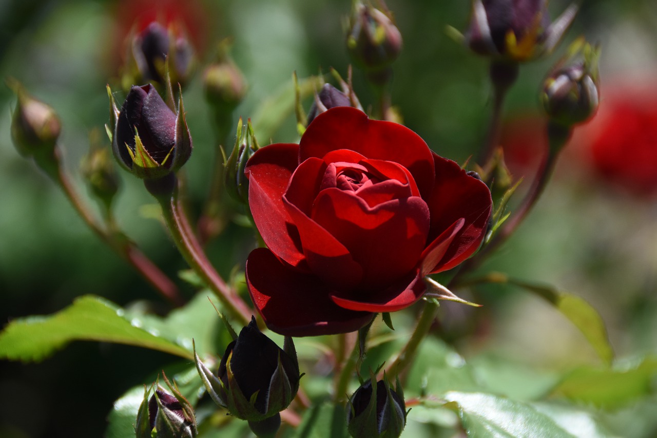 rose  red  plants free photo